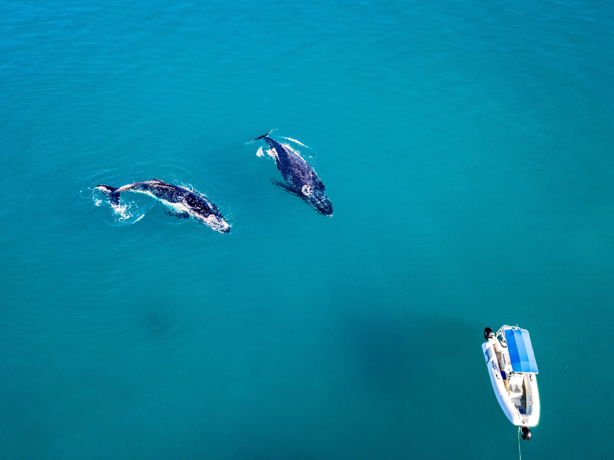 Institute Of Tourism Leadership Sealegs Whales Aerial View 30 07 2017